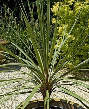 Cordyline australis Green