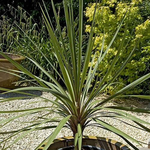 Cordyline australis Green