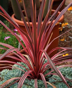 Cordyline australis Salsa