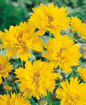 Coreopsis Early Sunrise
