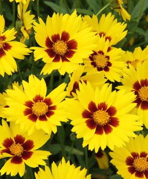 Coreopsis grandiflora Sunkiss