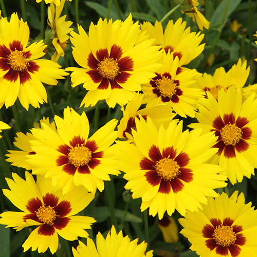 Coreopsis grandiflora Sunkiss