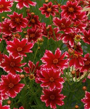 Coreopsis verticillata Sunstar Rose