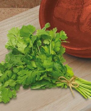 Coriander Calypso Seeds