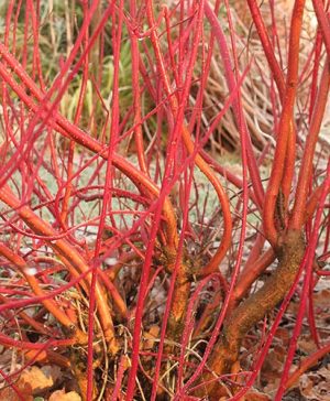 Cornus alba (Dogwood)