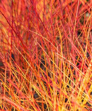 Cornus sanguinea Annys Winter Orange