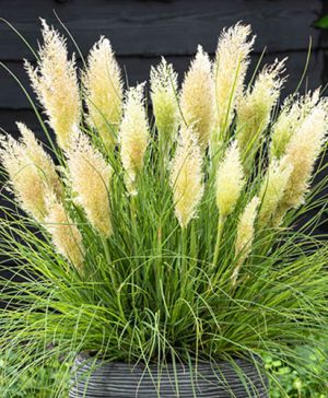 Cortaderia Tiny Pampa