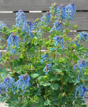Corydalis Porcelain Blue
