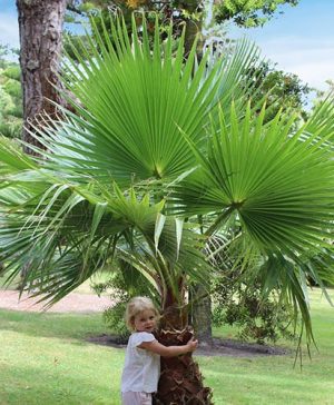 Cotton Palm Washingtonia robusta