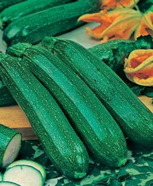 Courgette All Green Bush Seeds