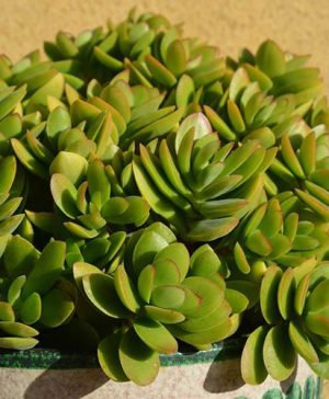 Crassula ovata Sunset