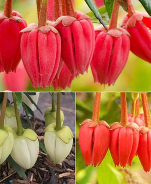Crinodendron hookerianum Collection