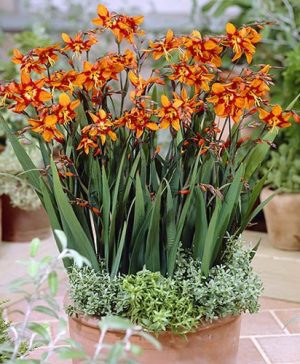 Crocosmia Emily McKenzie