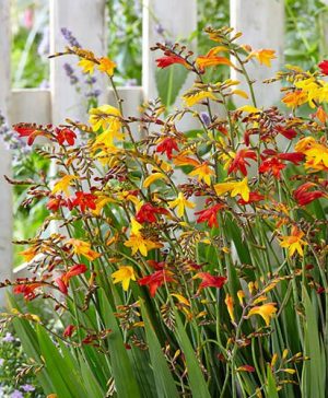 Crocosmia - Montbretia