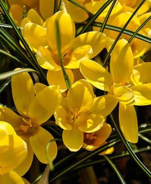 Crocus Romance