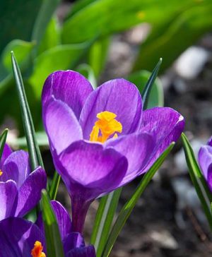 Crocus Ruby Giant