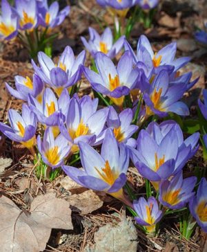 Crocus Tricolor
