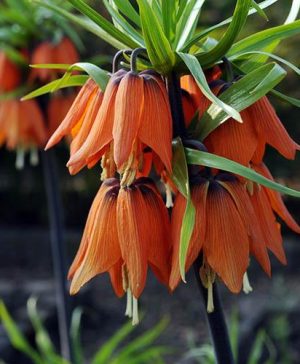Crown Imperial (Fritillaria imperialis)