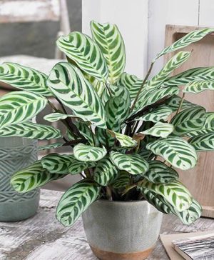 Ctenanthe burle-marxii