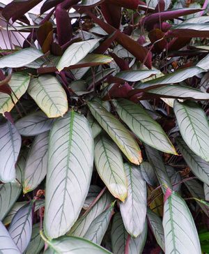 Ctenanthe oppenheimiana