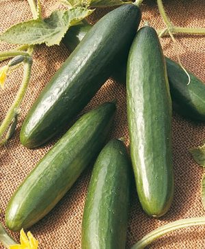 Cucumber La Diva Seeds