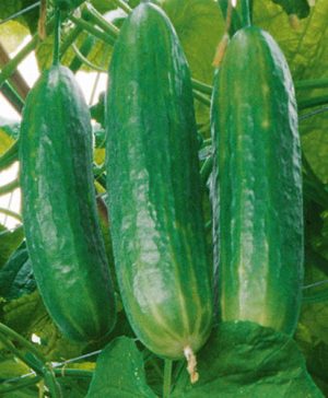 Cucumber Petita