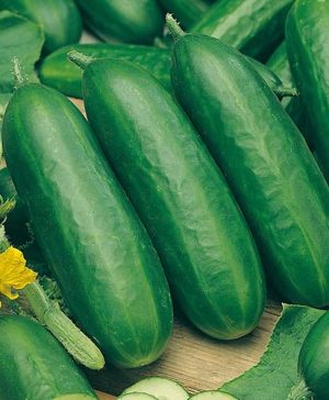 Cucumber Socrates F1 Seeds
