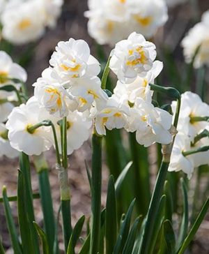Daffodil Bridal Crown
