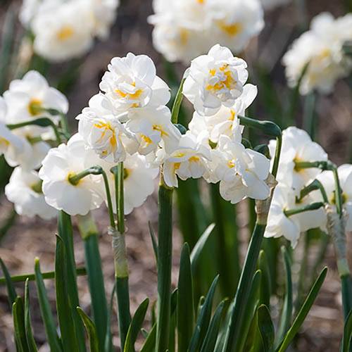 Daffodil Bridal Crown