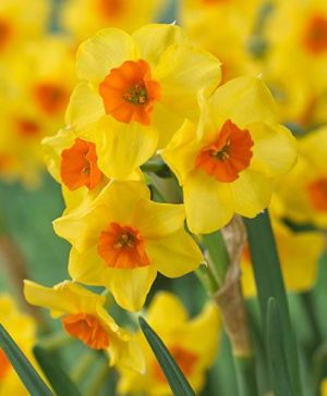 Daffodil Falconet Narcissus