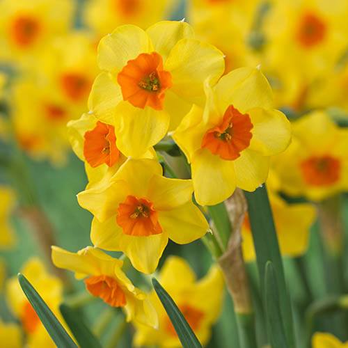 Daffodil Falconet Narcissus