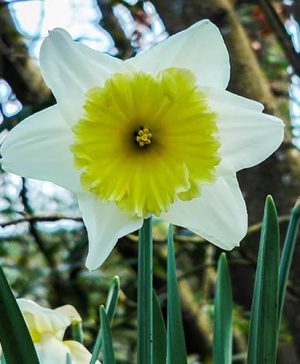 Daffodil Ice Follies