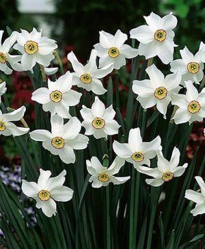 Daffodil Pheasants Eye