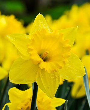 Daffodil Trumpet Yellow