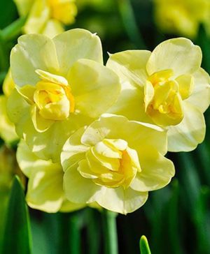 Daffodil Yellow Cheerfulness