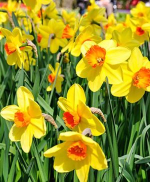 Daffodil Yellow Orange
