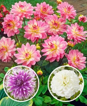 Dahlia All Summer Long Mix