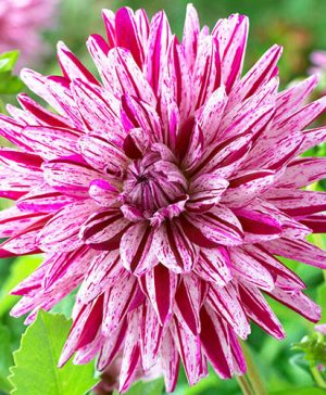 Dahlia Blackberry Ripple