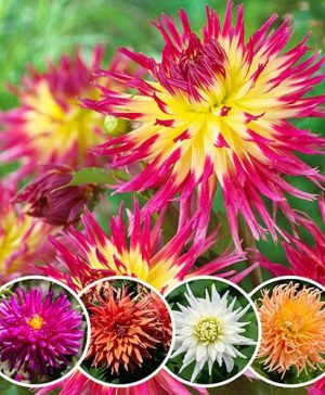 Dahlia Cactus Mixed