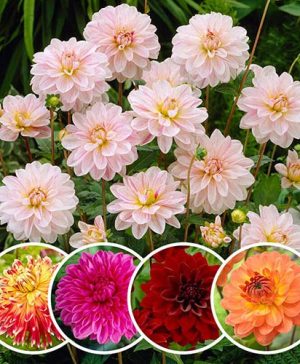 Dahlia Decorative Splash Mixed