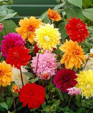 Dahlia Dinnerplates Mix