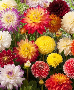 Dahlia Mix