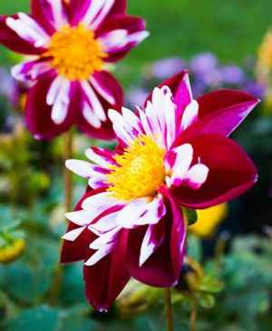 Dahlia Night Butterfly