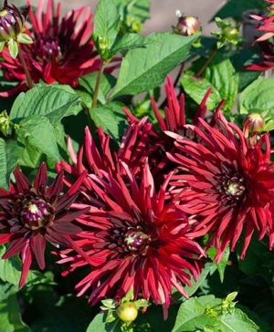 Dahlia Nuit dEte