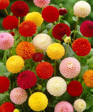 Dahlia Pom Pom Mix