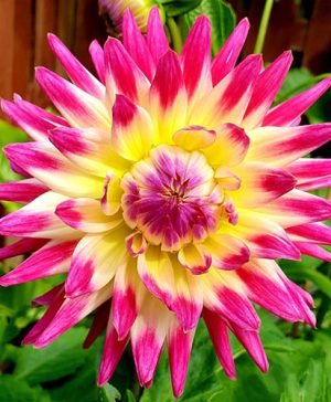 Dahlia Tahiti Sunrise