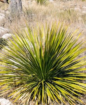 Dasylirion serratifolium