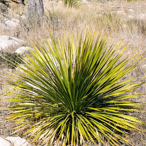 Dasylirion serratifolium