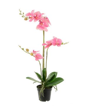 Delicate Pink Phalaenopsis
