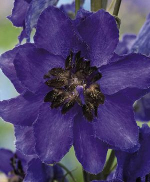 Delphinium Magic Fountains Dark Blue Dark Bee